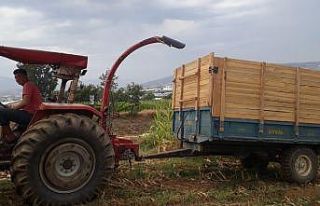 Süt verimini artıran silaj yemler hazırlanmaya...