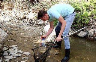 Suyu azalan çayda ölmek üzere olan 200 balığı...