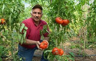 Tanesi ortalama 1 kilo geliyor, bu domatesler ağırlıklarıyla...