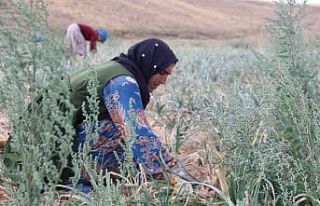 Tarımda çalışanlara su içmeleri tavsiyesi