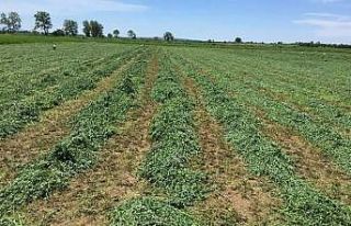 Tarla yolu meselesi yüzünden kan aktı: 3 yaralı