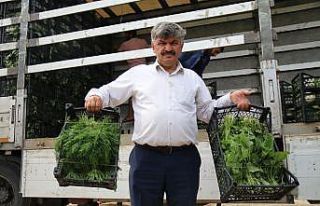 Tarladan ucuza alınan sebzede fahiş fiyatlar tüketiciyi...