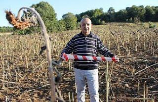 Tarlasına dadanan domuzlara karşı ilginç güvenlik...