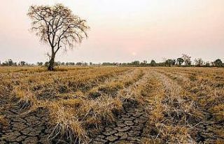 TARSİM’den üreticilere 214 milyon TL kuraklık...