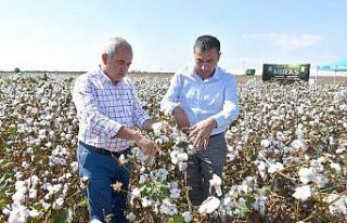 Tarsus Belediyesi destek verdi, yerli pamuk hasadı...