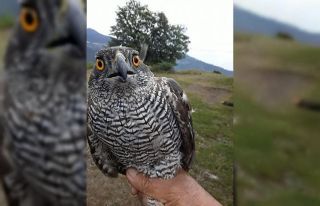 Tavuklarına musallat olan yırtıcı kuşu eliyle...