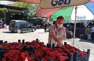 Taze Kırmızı Bibere Hasat sonrası denetim