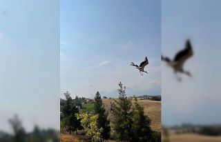 Tedavileri tamamlanan yaban dostları doğal yaşama...