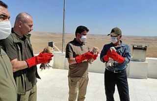 Tedavisi tamamlan peçeli baykuşlar doğaya salındı