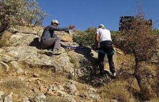 Tehlikeye aldırmadan uçurumlardan kaya balı topluyorlar