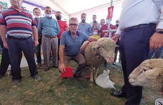 Tekirdağ’da koç güzellik yarışması: Pehlivan,...