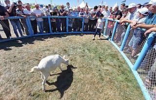 Tekirdağ’da oğlak yakalama yarışması: 5 saniyede...