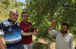 Tescili "Kuytucak Narı"nda hasat için...