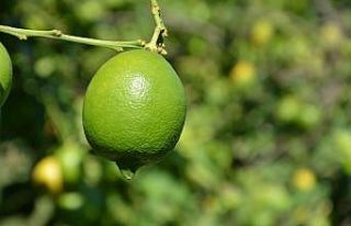 TİGEM 2 bin 200 ton limonu ihale ile satışa sunacak