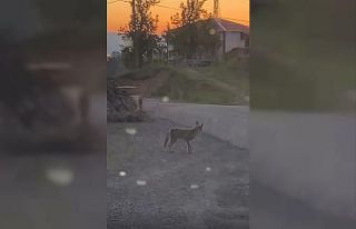 Tilki kimseye aldırış etmeden mahallede dolaştı
