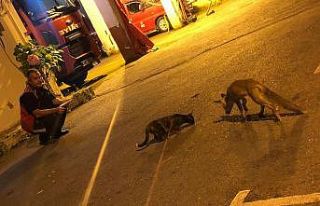 Tilki yavrusu itfaiye erlerinin maskotu oldu