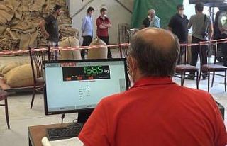 TMO Giresun’da fındık alımlarına başladı