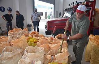 TMO’nun Ordu’da fındık alımı başladı