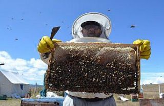Tokat’ta kuraklık arıcıları vurdu, bal üretimi...