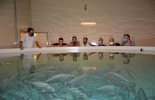 Toprak havuzda balık yetiştiren tesise teknik gezi...