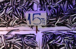 Trabzonlu istavrite doydu, hamsi ve palamutun bollaşmasını...