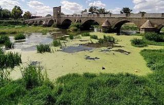 Tunca Nehri çöp ve yosunlarla kaplandı