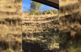 Tunceli’de nesli tükenme tehlikesi altında bulunan...