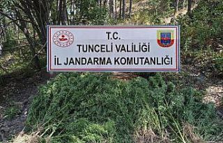 Tunceli’de uyuşturucu operasyonu