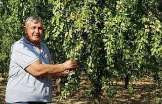 Turanlı, “Toprak Mahsulleri Ofisi badem alımını...