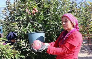 Türkiye’de ilk 3’te olan Niğde elmasının hasadı...