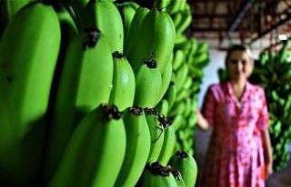 Türkiye’de yenen her iki muzdan biri Anamur’dan