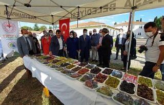 Türkiye’nin bağcılık merkezinde bağbozumu etkinliği