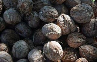 Türkiye’nin ceviz diyarında hasat başladı: İlçe...