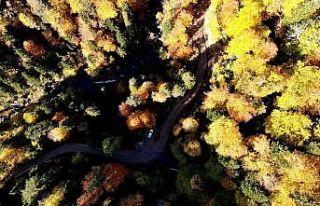 Türkiye’nin en büyük blok ormanlarına giriş-çıkış...