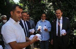 Turunçgil zararlıları avcı böceklerle yok edilecek