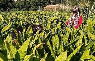 Tütün tarlasından tıp fakültesine