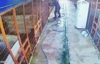 Tuzla’da av tüfeği ile köpeği telef eden şahıs...