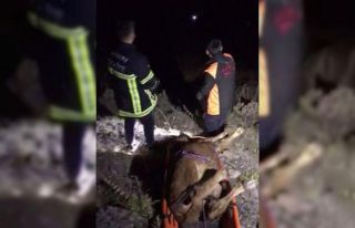 Uçuruma düşen dana sedyeyle taşınarak kurtarıldı