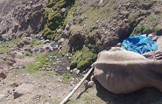 Uçurumdan düşen ineği Aras Edaş ekipleri kurtardı