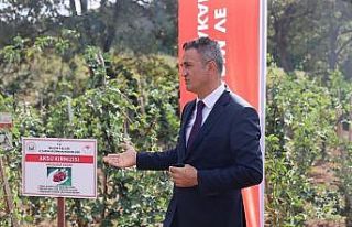 Ulupınar köyünde kırmızı meyve hasadı yapıldı