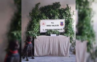 Ünye’de uyuşturucu operasyonu