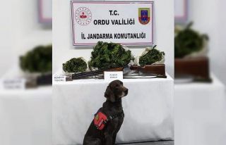 Ünye’de uyuşturucu operasyonu: 12 kilo kubar esrar...
