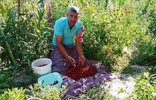 Üretim düştü, fiyatlar ikiye katlandı