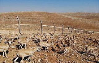 Urfa dağlarındaki ceylanlar havadan görüntülendi