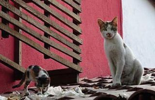 Uyanık kedi iyi yere dükkân açtı
