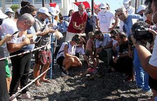 Uydu takip cihazı takılan 2 caretta caretta denize...