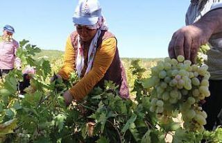 Üzüm tarlada 3,5, markette 10 TL