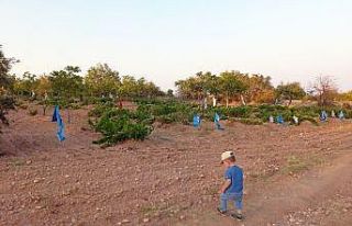 Üzümlerini domuzlardan böyle koruyor