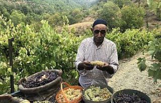 Üzümün pekmez yolculuğu