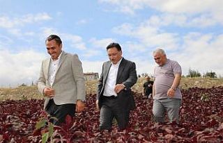 Vali Çiçek: “Afyonkarahisar şifa deposu ‘amarant’...